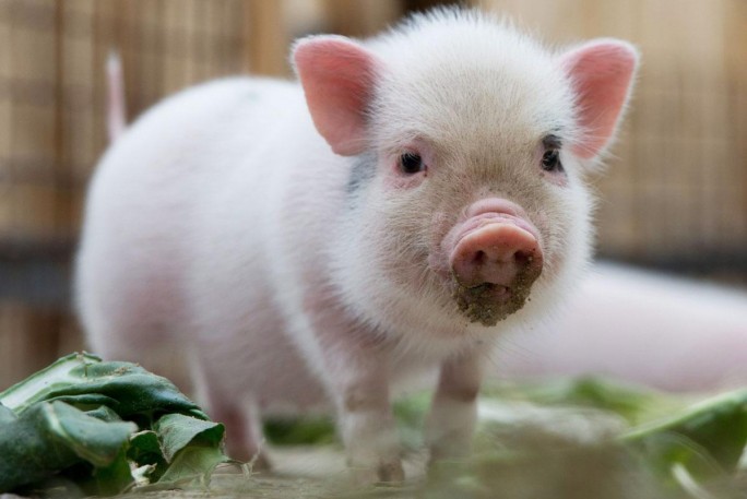 Африканская чума свиней