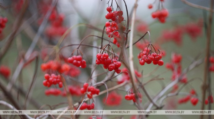 Облачная, местами с осадками погода ожидается в Беларуси 22 ноября