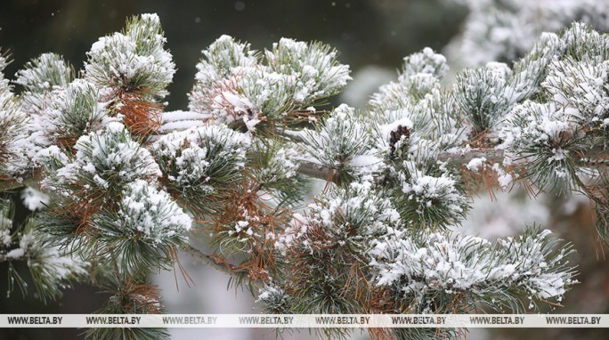 Сильный снег ожидается по северу Беларуси в ночь на 24 ноября
