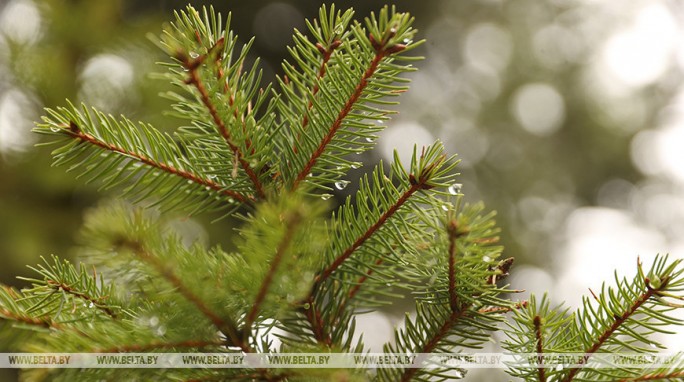 Дожди и порывистый ветер. Какой будет погода в Беларуси 11 декабря