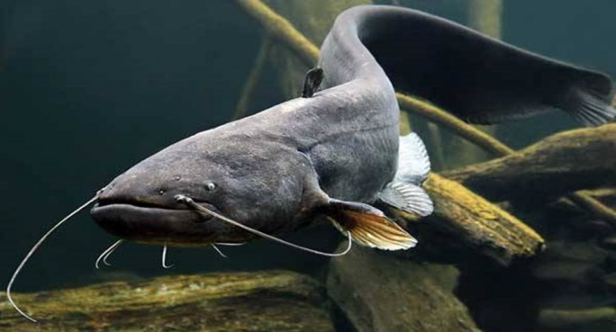 Запрет на лов сома