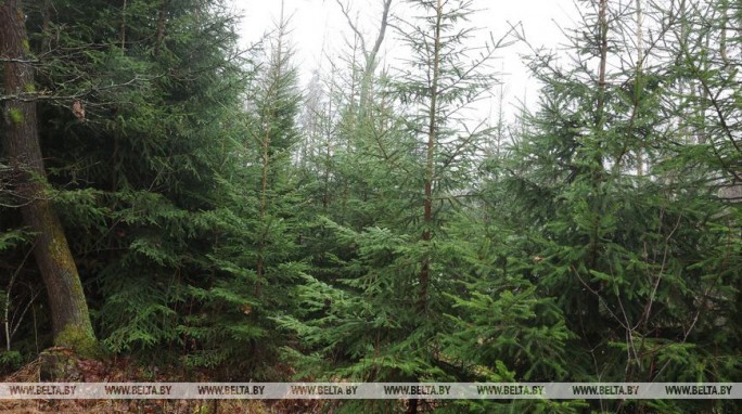 Для фиксации незаконной вырубки елей будет использоваться 2 тыс. фото- и видеокамер