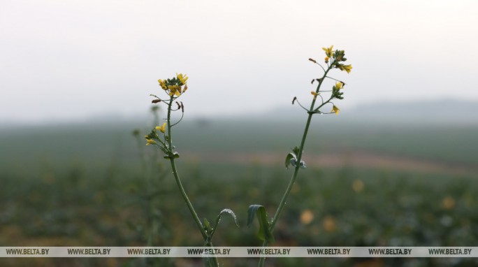 Как на озимые культуры повлияла декабрьская погода, рассказали в Белгидромете