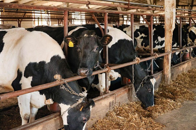 По иску прокурора Мостовского района взыскан ущерб с лица, допустившего падеж скота