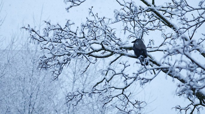 Красный уровень опасности объявлен в Беларуси 9 января