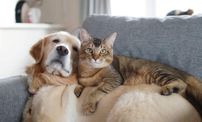 Как быстро и правильно зарегистрировать домашнее животное