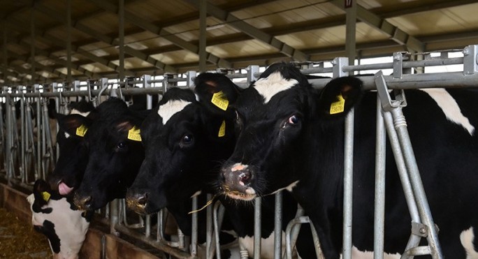 Установлены нарушения при содержании и выращивании крупного рогатого скота