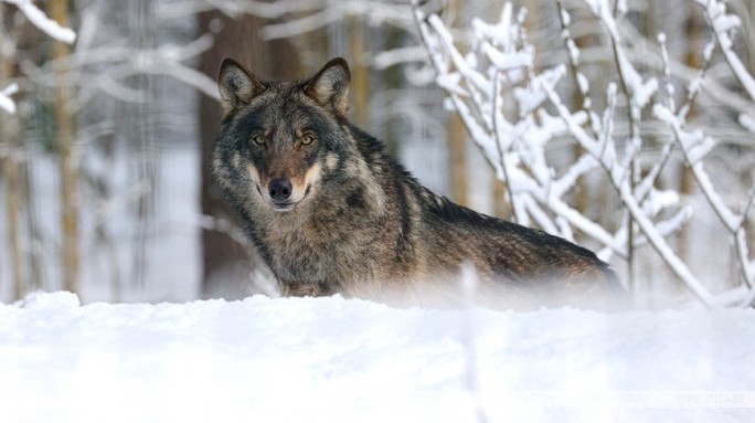 Охоту на волка, которого заметили вблизи областного центра, ведут в Гродненском районе