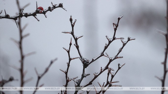 Возможен туман, во многих районах - гололед. Какой будет погода в Беларуси 29 января