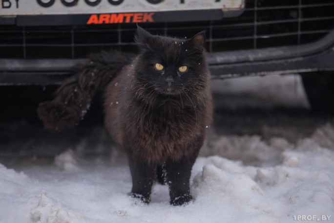 В Комитете госконтроля. Автохлам во дворе