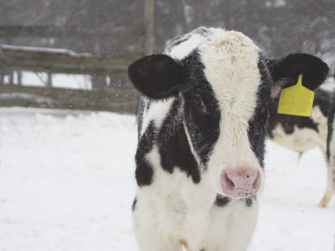 Животным тоже нужно тепло