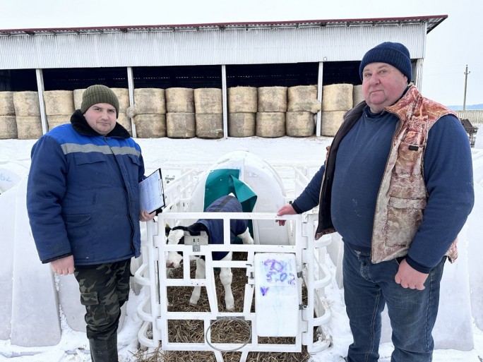 Как на МТК «Стрельцы» Мостовского района заботятся о маленьких телятах