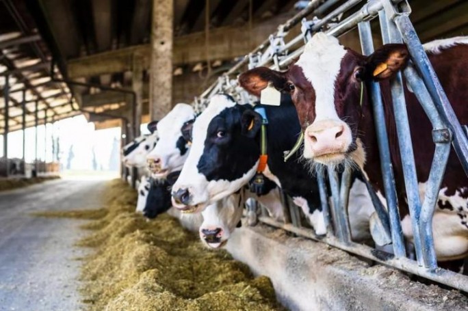 Особое внимание фермам