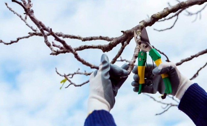 Как февральская обрезка садовых деревьев влияет на их плодородие