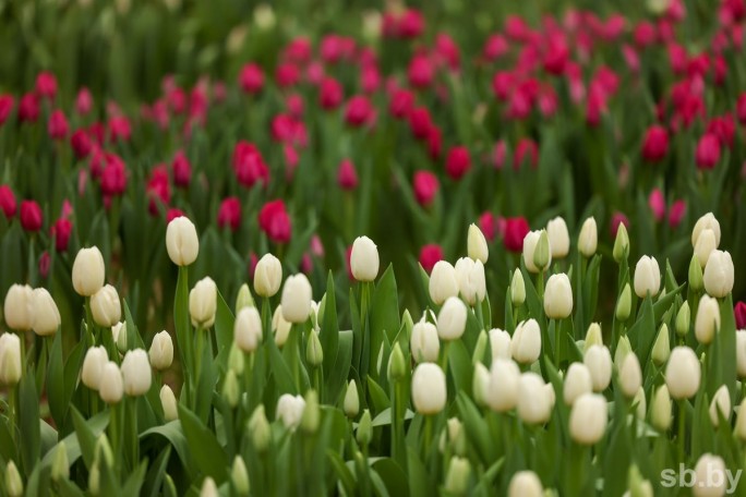Гродненская региональная таможня разъясняет