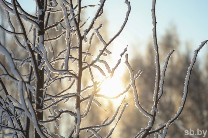 Знаете ли вы, как скажется непривычно холодная зима на состоянии плодовых деревьев?