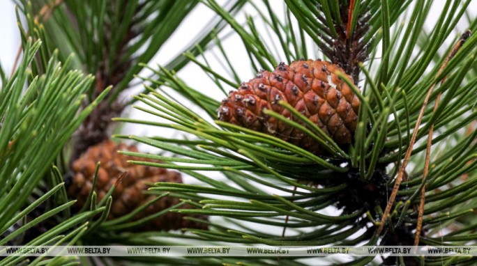 Морозы в Беларуси отступают? Какую погоду прогнозируют синоптики на 13 февраля