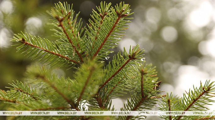 Оранжевый уровень опасности объявлен в Беларуси 14 февраля. О чем предупреждают синоптики?