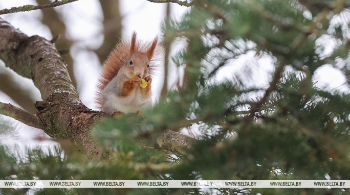 Где в Беларуси будет теплее всего 28 февраля, ответили синоптики
