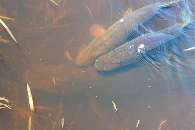 Запрет на лов щуки будет действовать в Гродненской области с 1 марта по 15 апреля