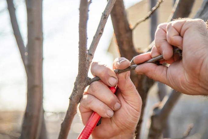 Первая помощь саду после зимы. С чего начать, когда сошел снег?
