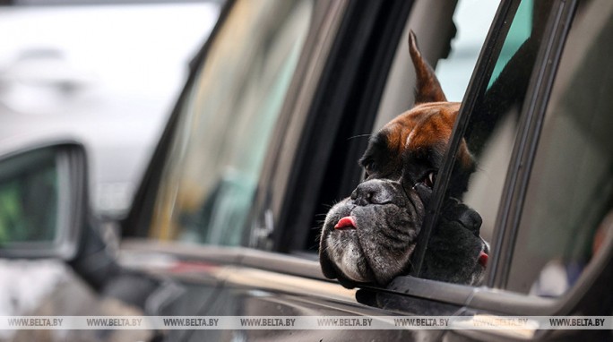 Владельцам собак в Беларуси нужно платить налог. Для кого существуют льготы?