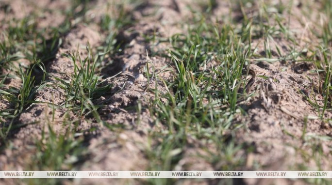 Как перезимовали озимые в Беларуси, рассказали в Минсельхозпроде