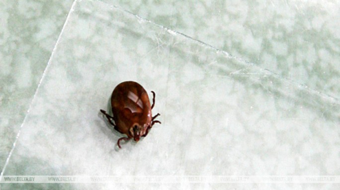 Вырастет ли количество комаров, мошек и клещей этой весной в Беларуси, ответили в НАН