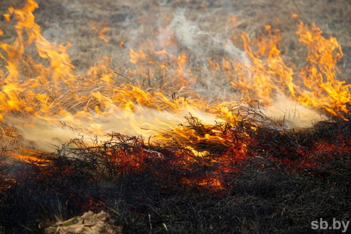 Пал сухой травы: опасность и ответственность