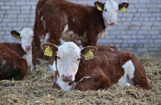 Животноводы Мостовщины увеличивают надои и привесы