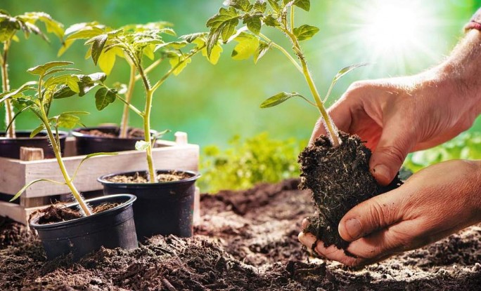 Когда и чем подкармливать рассаду, рассказал садовник