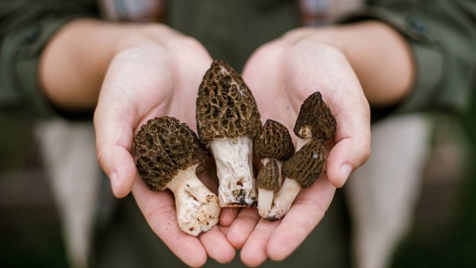 Сморчки и строчки: гид по самым ранним весенним грибам