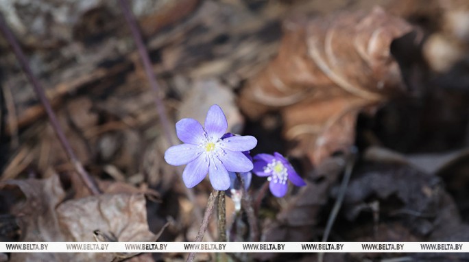 'Весна идет, весне дорогу'. Какой будет погода в Беларуси 23 марта?