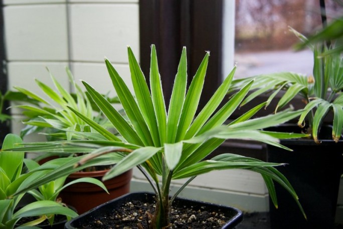 Защищает дом от злых сил и приносит удачу, если листья тянутся вверх. Как ухаживать за пальмой трахикарпус