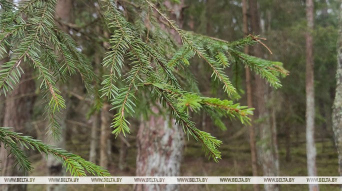 Ограничения на посещение лесов не затронули только два района Беларуси
