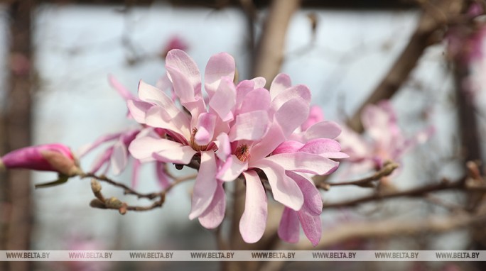 Будет ли в Беларуси усиление ветра 7 апреля, рассказали в Белгидромете
