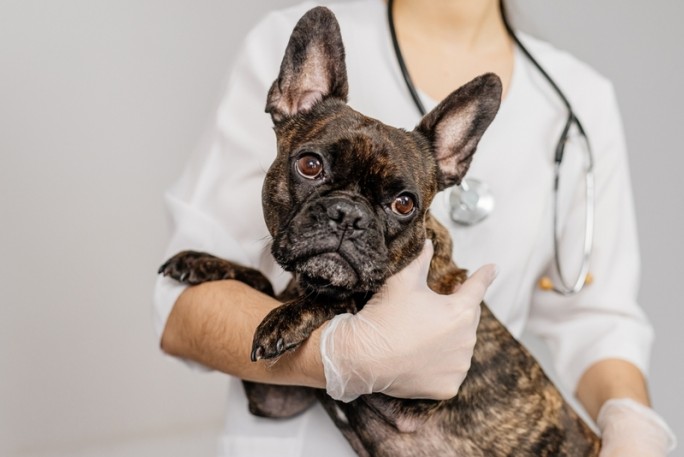 Позаботьтесь о домашних животных