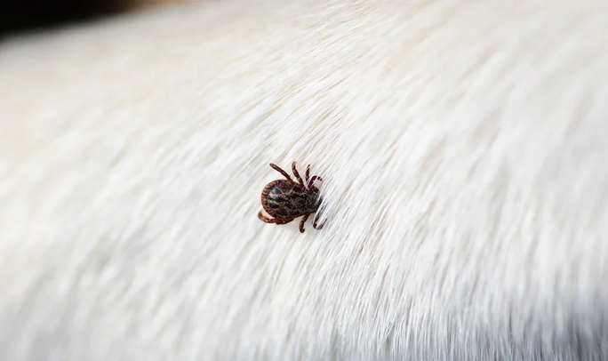 Клещи не дремлют