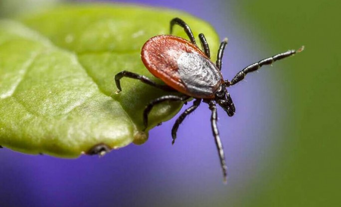 Ароматный щит: как защитить всю семью от клещей