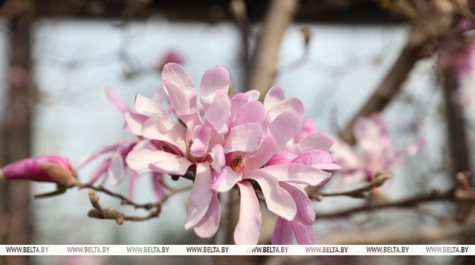 До каких значений поднимется столбик термометра в Беларуси 14 апреля, рассказали синоптики