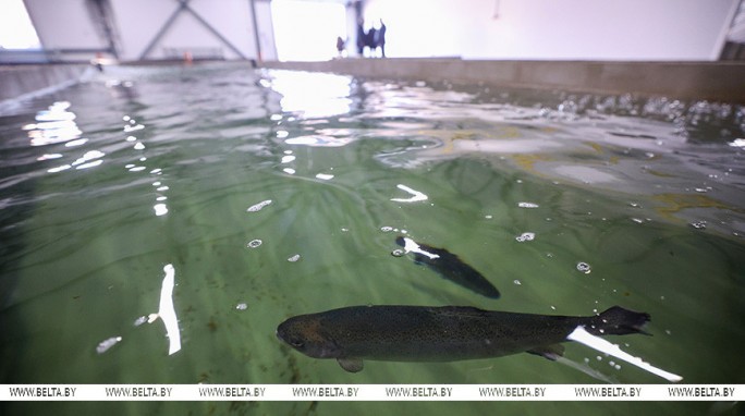 Александр Лукашенко предложили расширить производство ценных пород рыб