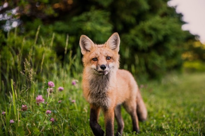 18 апреля будет проводится оральная иммунизация диких плотоядных животных