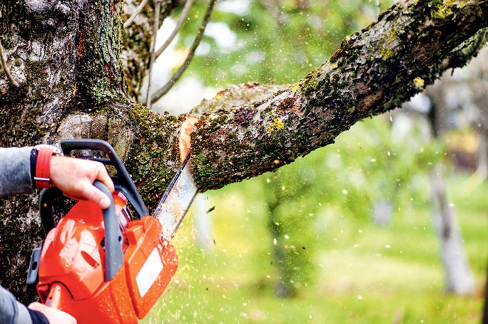 В Мингоркомприроды напомнили о недопустимости самовольной вырубки и обрезки деревьев и кустарников