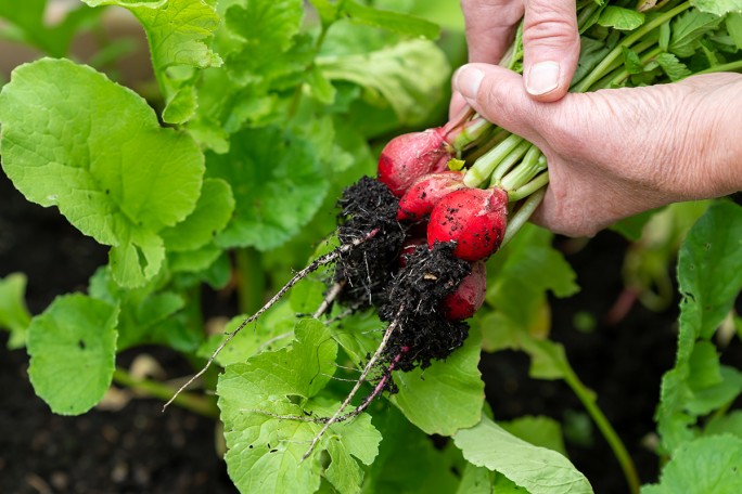 Знаете ли вы, как правильно посеять редис в апреле?