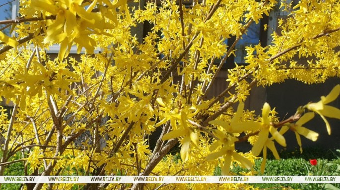 Оранжевый уровень опасности объявлен в Беларуси на 23 апреля. О чем предупреждают синоптики?