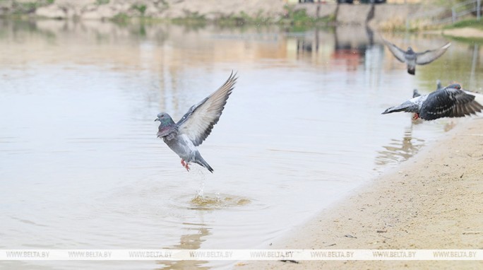 Ночные заморозки до −3°С прогнозируются в Беларуси 25 апреля