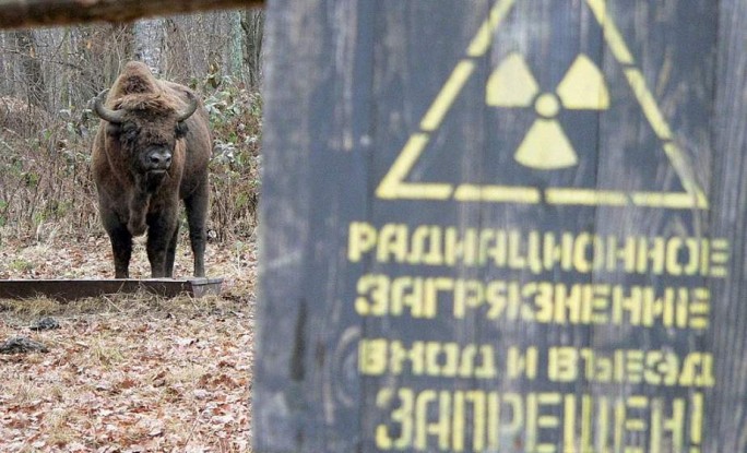 Чернобыль 40 лет спустя. В зону отчуждения вернулись животные, находящиеся под угрозой исчезновения