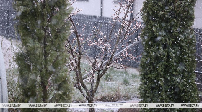 Ждать ли заморозков 28 апреля в Беларуси, ответили синоптики