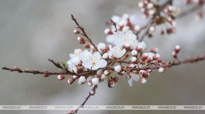 Теплую одежду пока не убираем. Будут ли заморозки в Беларуси 1 мая, рассказали синоптики