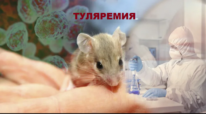 Малая чума: как распознать и предотвратить туляремию?